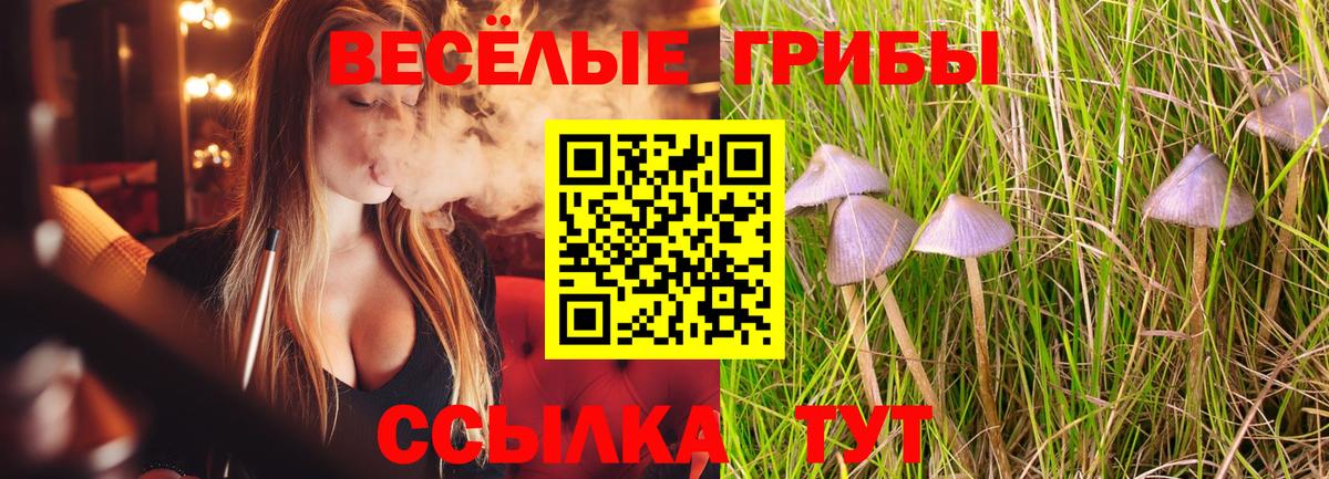 Псилоцибиновые грибы Psilocybine cubensis Белогорск